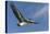Galapagos Brown Pelican (Pelecanus Occidentalis Urinator) in Flight-G and M Therin-Weise-Stretched Canvas