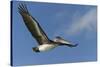 Galapagos Brown Pelican (Pelecanus Occidentalis Urinator) in Flight-G and M Therin-Weise-Stretched Canvas