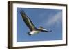 Galapagos Brown Pelican (Pelecanus Occidentalis Urinator) in Flight-G and M Therin-Weise-Framed Photographic Print