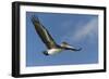 Galapagos Brown Pelican (Pelecanus Occidentalis Urinator) in Flight-G and M Therin-Weise-Framed Photographic Print