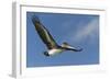 Galapagos Brown Pelican (Pelecanus Occidentalis Urinator) in Flight-G and M Therin-Weise-Framed Photographic Print