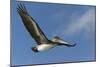 Galapagos Brown Pelican (Pelecanus Occidentalis Urinator) in Flight-G and M Therin-Weise-Mounted Photographic Print