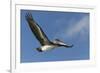 Galapagos Brown Pelican (Pelecanus Occidentalis Urinator) in Flight-G and M Therin-Weise-Framed Photographic Print