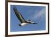 Galapagos Brown Pelican (Pelecanus Occidentalis Urinator) in Flight-G and M Therin-Weise-Framed Photographic Print