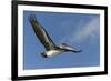 Galapagos Brown Pelican (Pelecanus Occidentalis Urinator) in Flight-G and M Therin-Weise-Framed Photographic Print