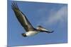 Galapagos Brown Pelican (Pelecanus Occidentalis Urinator) in Flight-G and M Therin-Weise-Mounted Photographic Print