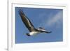 Galapagos Brown Pelican (Pelecanus Occidentalis Urinator) in Flight-G and M Therin-Weise-Framed Photographic Print