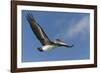 Galapagos Brown Pelican (Pelecanus Occidentalis Urinator) in Flight-G and M Therin-Weise-Framed Photographic Print