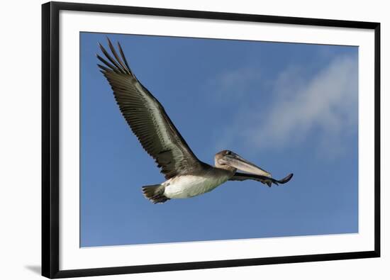 Galapagos Brown Pelican (Pelecanus Occidentalis Urinator) in Flight-G and M Therin-Weise-Framed Photographic Print