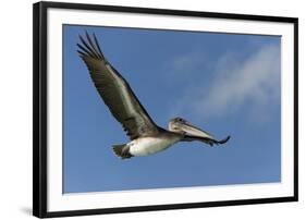 Galapagos Brown Pelican (Pelecanus Occidentalis Urinator) in Flight-G and M Therin-Weise-Framed Photographic Print