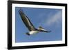 Galapagos Brown Pelican (Pelecanus Occidentalis Urinator) in Flight-G and M Therin-Weise-Framed Photographic Print