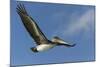 Galapagos Brown Pelican (Pelecanus Occidentalis Urinator) in Flight-G and M Therin-Weise-Mounted Photographic Print