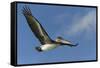 Galapagos Brown Pelican (Pelecanus Occidentalis Urinator) in Flight-G and M Therin-Weise-Framed Stretched Canvas