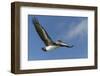 Galapagos Brown Pelican (Pelecanus Occidentalis Urinator) in Flight-G and M Therin-Weise-Framed Photographic Print