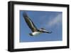 Galapagos Brown Pelican (Pelecanus Occidentalis Urinator) in Flight-G and M Therin-Weise-Framed Photographic Print