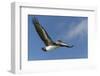 Galapagos Brown Pelican (Pelecanus Occidentalis Urinator) in Flight-G and M Therin-Weise-Framed Photographic Print