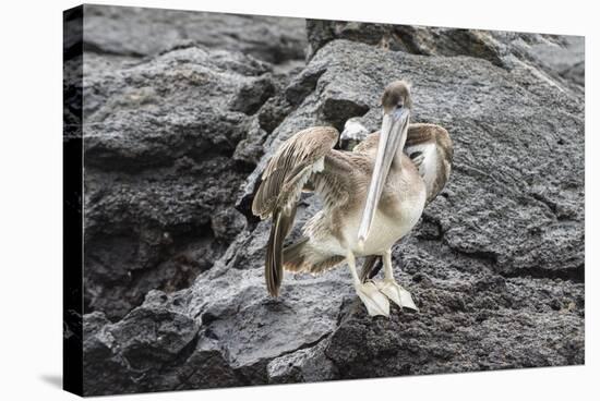 Galapagos Brown Pelican (Pelecanus Occidentalis Urinator)-G and M Therin-Weise-Stretched Canvas