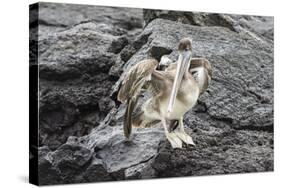 Galapagos Brown Pelican (Pelecanus Occidentalis Urinator)-G and M Therin-Weise-Stretched Canvas