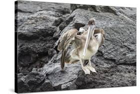 Galapagos Brown Pelican (Pelecanus Occidentalis Urinator)-G and M Therin-Weise-Stretched Canvas