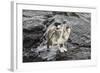 Galapagos Brown Pelican (Pelecanus Occidentalis Urinator)-G and M Therin-Weise-Framed Photographic Print