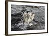 Galapagos Brown Pelican (Pelecanus Occidentalis Urinator)-G and M Therin-Weise-Framed Photographic Print