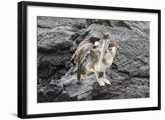 Galapagos Brown Pelican (Pelecanus Occidentalis Urinator)-G and M Therin-Weise-Framed Photographic Print