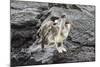 Galapagos Brown Pelican (Pelecanus Occidentalis Urinator)-G and M Therin-Weise-Mounted Photographic Print