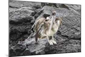 Galapagos Brown Pelican (Pelecanus Occidentalis Urinator)-G and M Therin-Weise-Mounted Photographic Print
