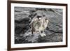 Galapagos Brown Pelican (Pelecanus Occidentalis Urinator)-G and M Therin-Weise-Framed Photographic Print