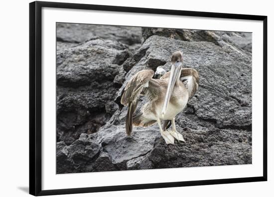 Galapagos Brown Pelican (Pelecanus Occidentalis Urinator)-G and M Therin-Weise-Framed Photographic Print