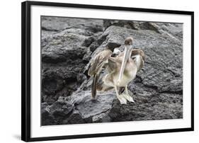 Galapagos Brown Pelican (Pelecanus Occidentalis Urinator)-G and M Therin-Weise-Framed Photographic Print