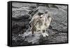 Galapagos Brown Pelican (Pelecanus Occidentalis Urinator)-G and M Therin-Weise-Framed Stretched Canvas