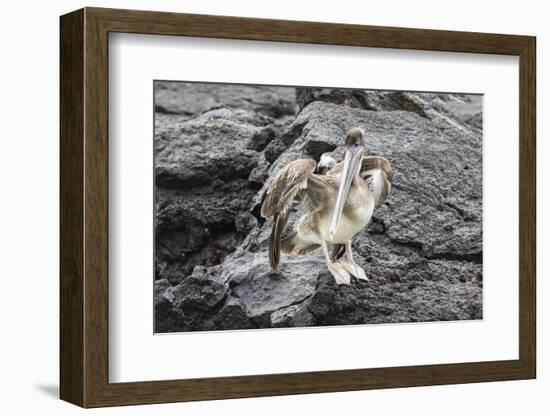 Galapagos Brown Pelican (Pelecanus Occidentalis Urinator)-G and M Therin-Weise-Framed Photographic Print