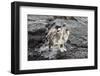 Galapagos Brown Pelican (Pelecanus Occidentalis Urinator)-G and M Therin-Weise-Framed Photographic Print