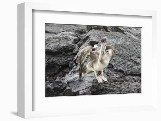 Galapagos Brown Pelican (Pelecanus Occidentalis Urinator)-G and M Therin-Weise-Framed Photographic Print