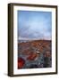 Galapagos carpetweed and giant Opuntia cacti, Galapagos-Tui De Roy-Framed Photographic Print