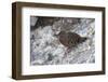 Galapagos Dove (Zenaida Galapagoensis)-G and M Therin-Weise-Framed Photographic Print