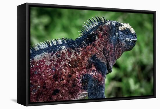 Galapagos, Ecuador, Floreana Island. Red Marine Iguana-Mark Williford-Framed Stretched Canvas