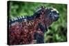 Galapagos, Ecuador, Floreana Island. Red Marine Iguana-Mark Williford-Stretched Canvas