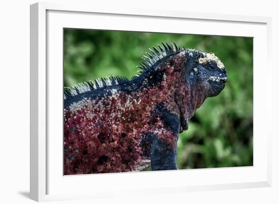 Galapagos, Ecuador, Floreana Island. Red Marine Iguana-Mark Williford-Framed Photographic Print