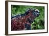Galapagos, Ecuador, Floreana Island. Red Marine Iguana-Mark Williford-Framed Photographic Print