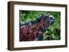 Galapagos, Ecuador, Floreana Island. Red Marine Iguana-Mark Williford-Framed Photographic Print