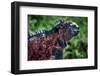 Galapagos, Ecuador, Floreana Island. Red Marine Iguana-Mark Williford-Framed Photographic Print