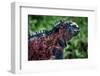 Galapagos, Ecuador, Floreana Island. Red Marine Iguana-Mark Williford-Framed Photographic Print