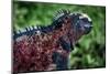 Galapagos, Ecuador, Floreana Island. Red Marine Iguana-Mark Williford-Mounted Photographic Print