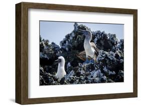 Galapagos, Ecuador, Isabela Island. Blue-Footed Booby and Chick-Mark Williford-Framed Photographic Print