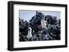 Galapagos, Ecuador, Isabela Island. Blue-Footed Booby and Chick-Mark Williford-Framed Photographic Print