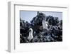 Galapagos, Ecuador, Isabela Island. Blue-Footed Booby and Chick-Mark Williford-Framed Photographic Print