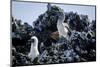 Galapagos, Ecuador, Isabela Island. Blue-Footed Booby and Chick-Mark Williford-Mounted Photographic Print