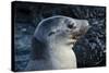 Galapagos, Ecuador, Isabela Island. Galapagos Sea Lion-Mark Williford-Stretched Canvas